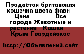 Продаётся британская кошечка цвета фавн › Цена ­ 10 000 - Все города Животные и растения » Кошки   . Крым,Гвардейское